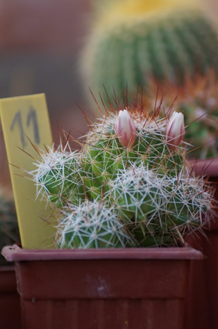 Mammillaria compressa