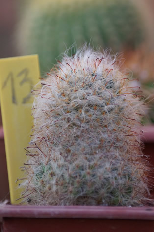 Mammillaria