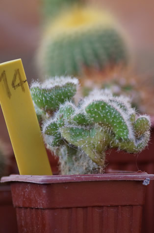 14 - Opuntia cristata