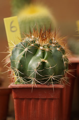 6 - Melocactus neri