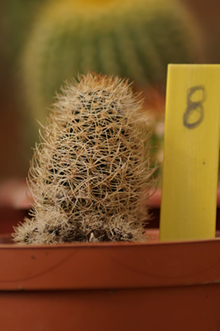 8 - Sulcorebutia
